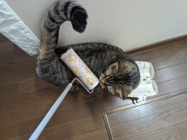 猫 コロコロ 好き